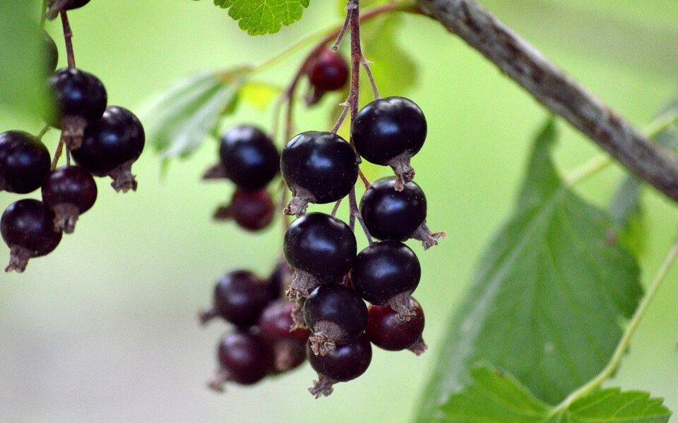 Секреты богатого урожая: как правильно подкормить смородину осенью для пышного цветения весной