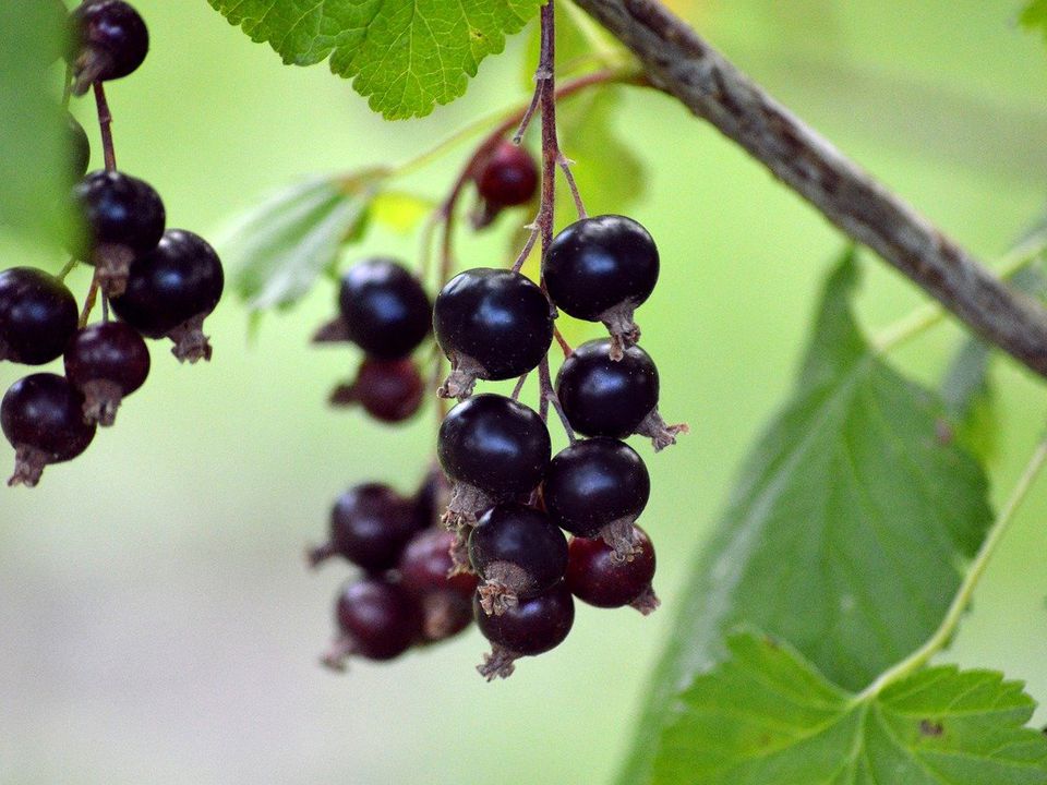 Секреты богатого урожая: как правильно подкормить смородину осенью для пышного цветения весной