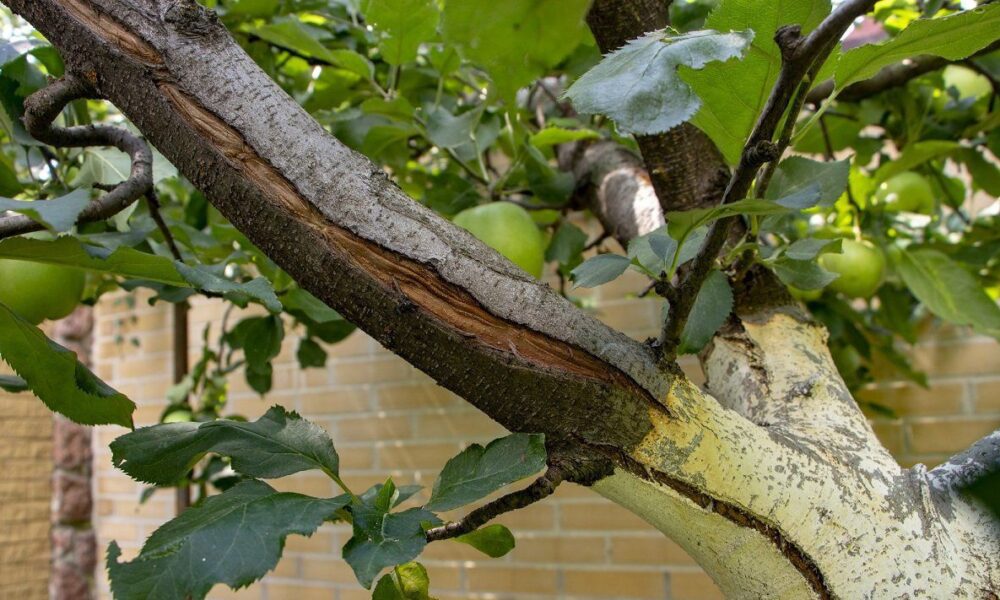 Как сохранить красоту деревьев в доме и саду: секреты ухода за корой