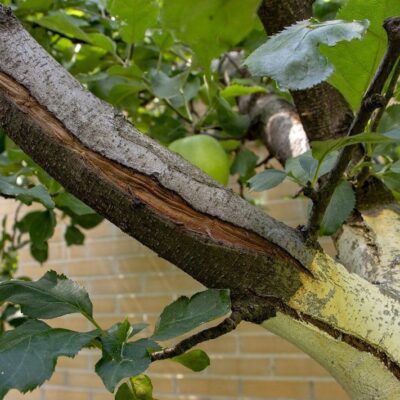 Как сохранить красоту деревьев в доме и саду: секреты ухода за корой