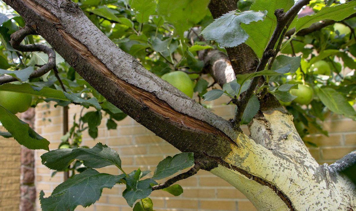 Как сохранить красоту деревьев в доме и саду: секреты ухода за корой