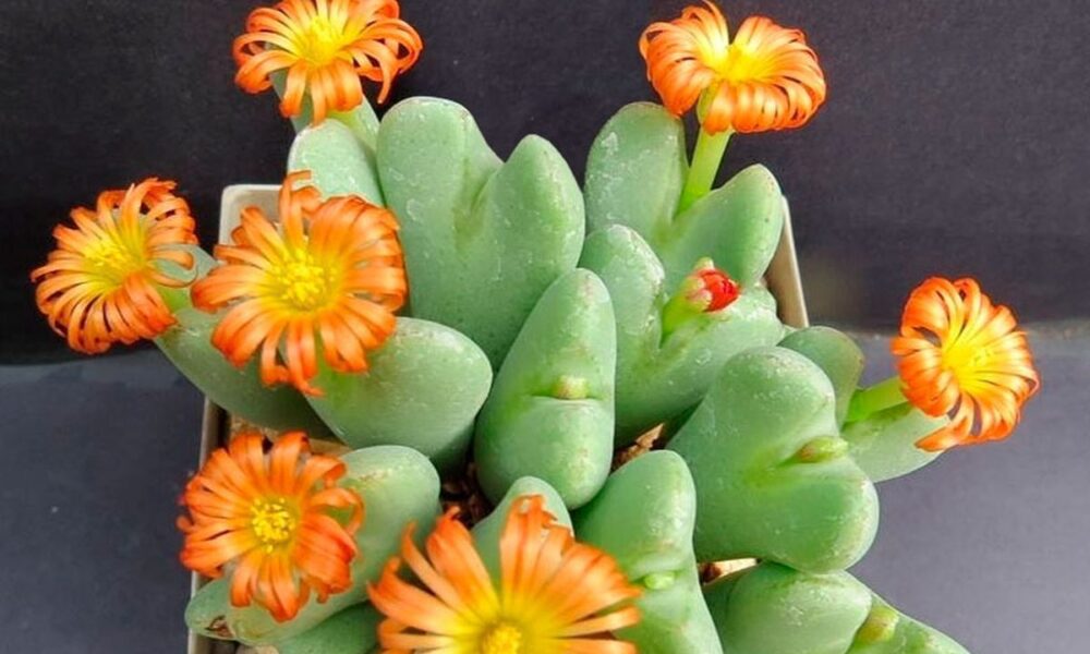 Конофитум "Живой камень": уход и особенности для вашего домашнего сада