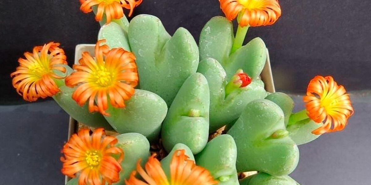 Конофитум "Живой камень": уход и особенности для вашего домашнего сада