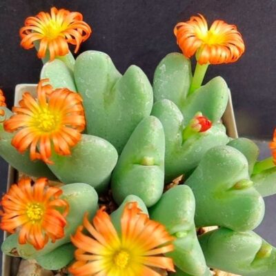 Конофитум "Живой камень": уход и особенности для вашего домашнего сада