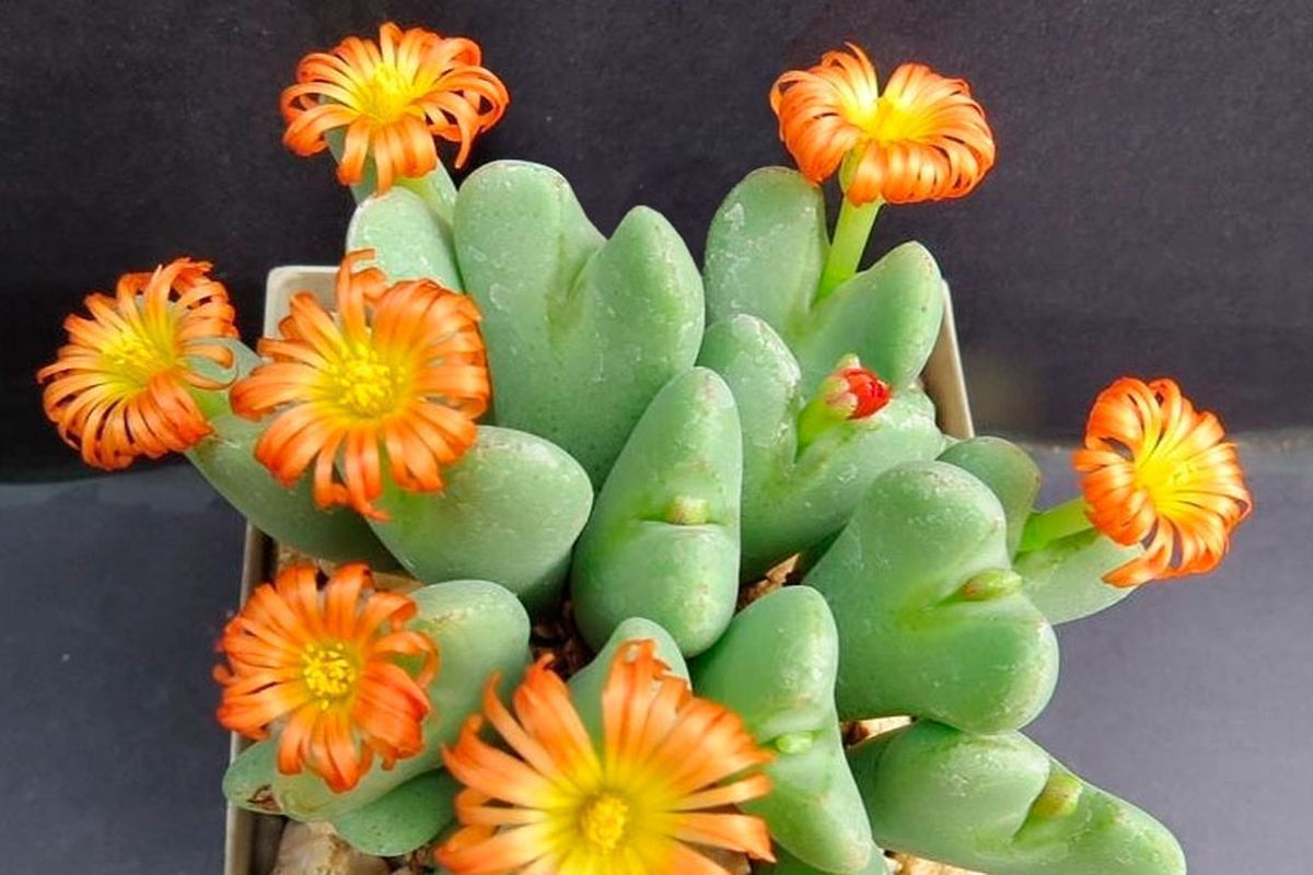 Конофитум "Живой камень": уход и особенности для вашего домашнего сада