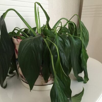 Как знаки Зодиака влияют на комнатные растения: 3 знака, которые могут быть вредны для вашего дома