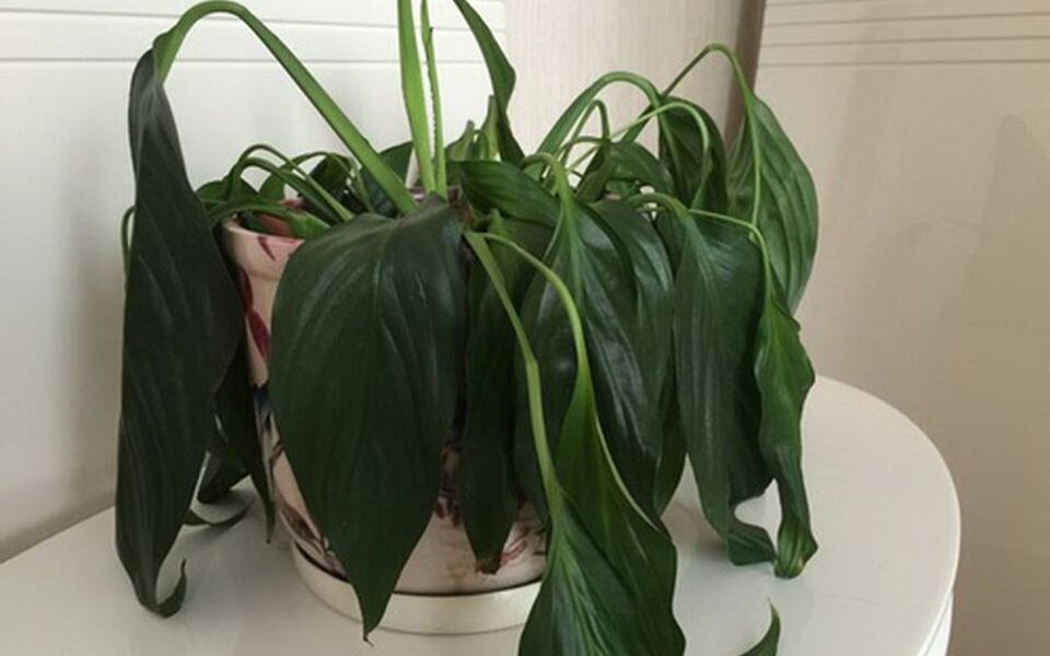 Как знаки Зодиака влияют на комнатные растения: 3 знака, которые могут быть вредны для вашего дома