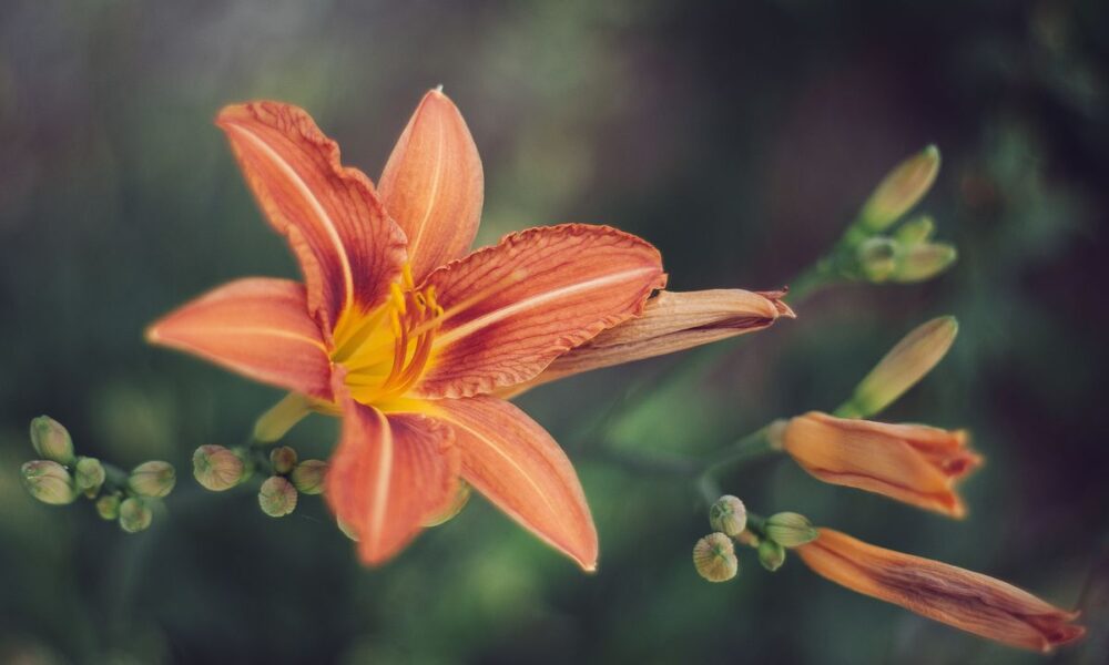 Уход за лилиями после цветения: секреты долголетия ваших цветов