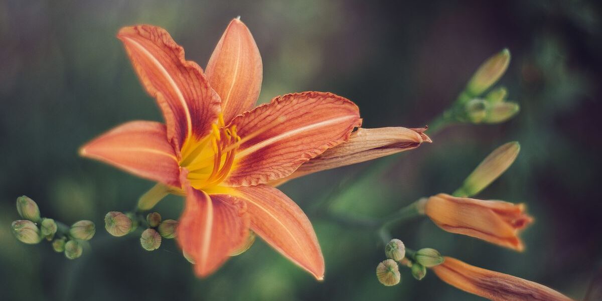 Уход за лилиями после цветения: секреты долголетия ваших цветов