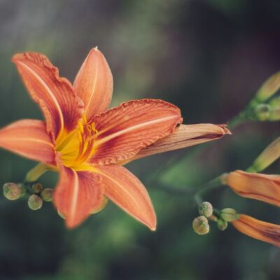 Уход за лилиями после цветения: секреты долголетия ваших цветов