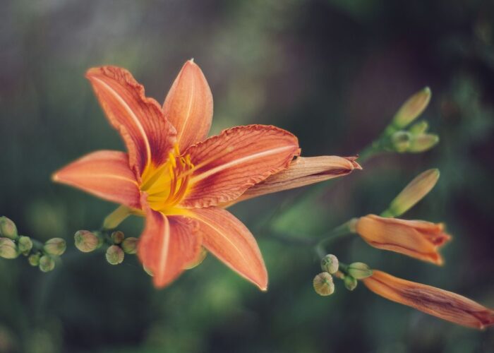 Уход за лилиями после цветения: секреты долголетия ваших цветов