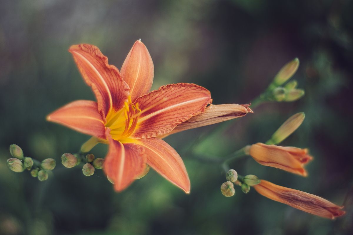 Уход за лилиями после цветения: секреты долголетия ваших цветов