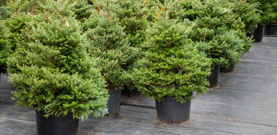 Как продлить жизнь новогодней елки: секреты свежести и красоты в вашем доме