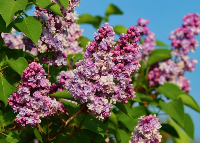 Обрезка сирени осенью: когда можно, а когда категорически нельзя