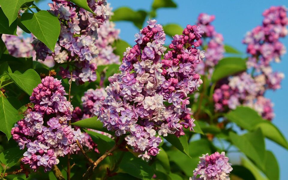 Обрезка сирени осенью: когда можно, а когда категорически нельзя