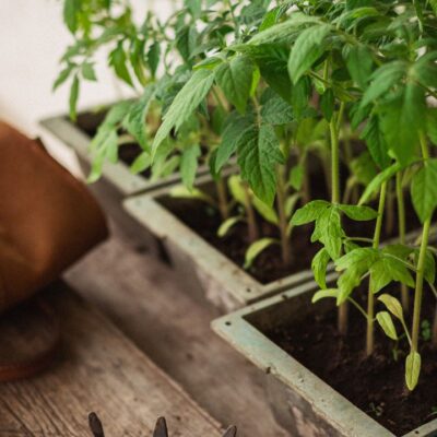 Секреты ухода за томатами: когда начинать полив после высадки в грунт