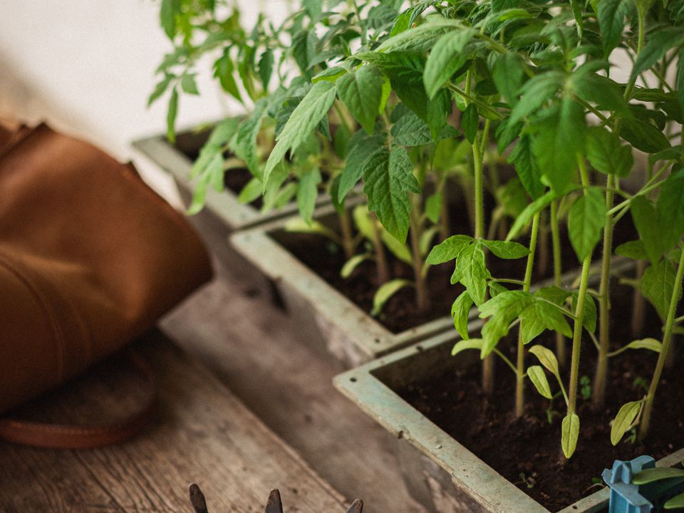 Секреты ухода за томатами: когда начинать полив после высадки в грунт