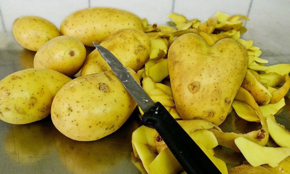 Картофель и очистки под кустами смородины: секреты опытных садоводов