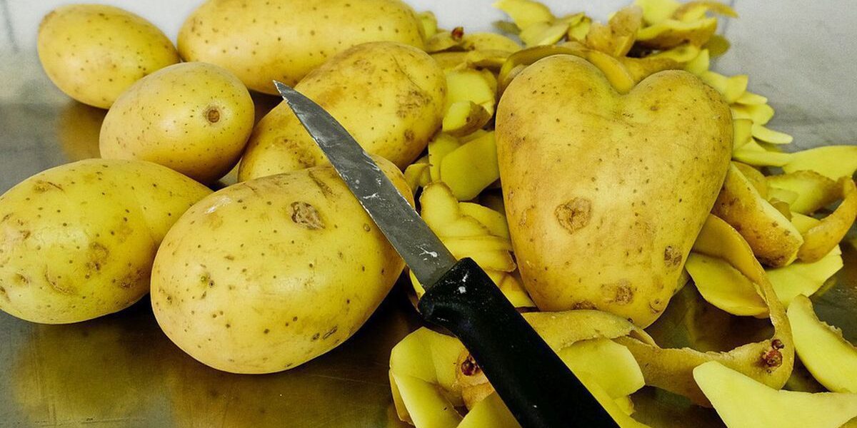 Картофель и очистки под кустами смородины: секреты опытных садоводов