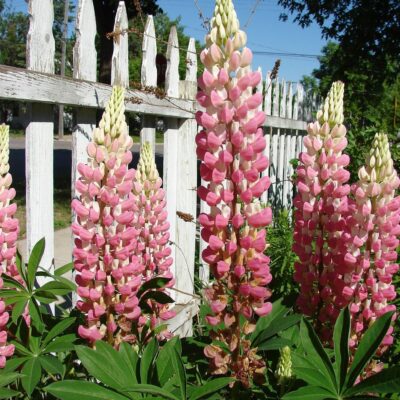 Опасные цветы для вашего сада: каких растений стоит избегать