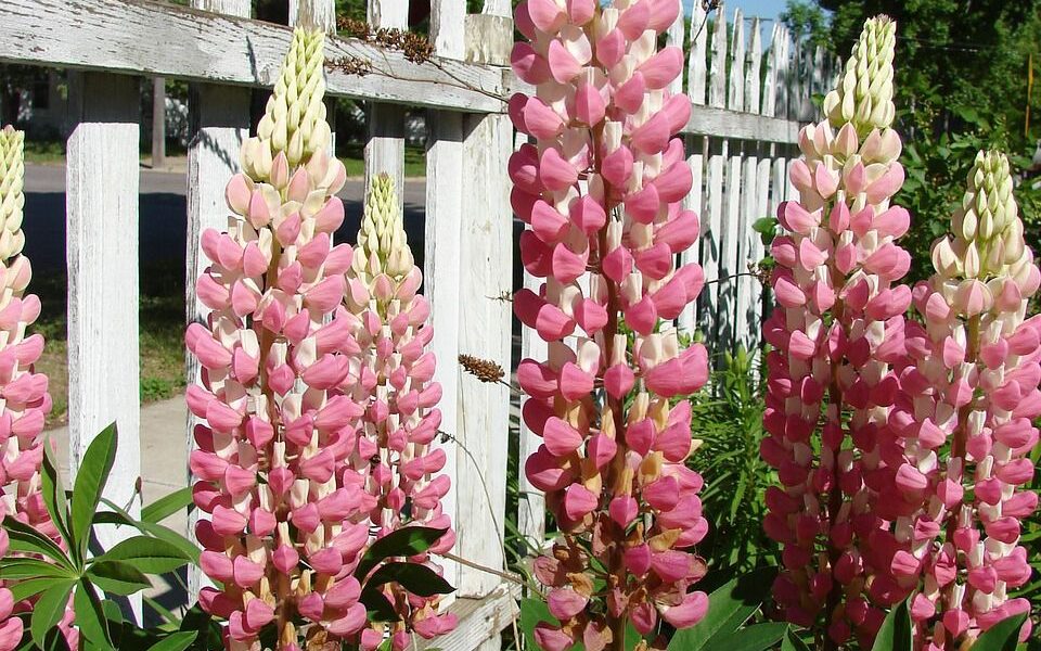 Опасные цветы для вашего сада: каких растений стоит избегать