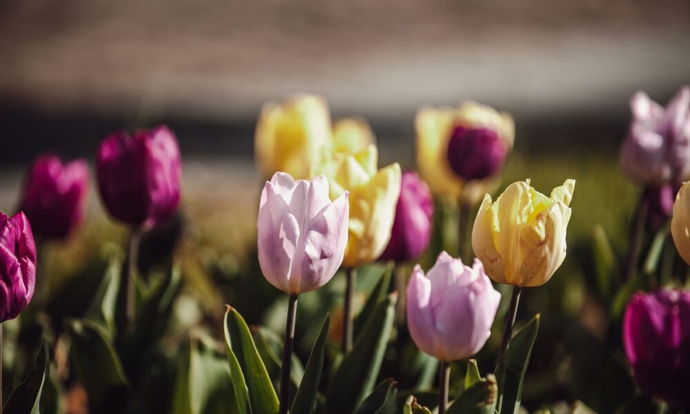 Осенняя посадка тюльпанов: секреты пышного цветения весной
