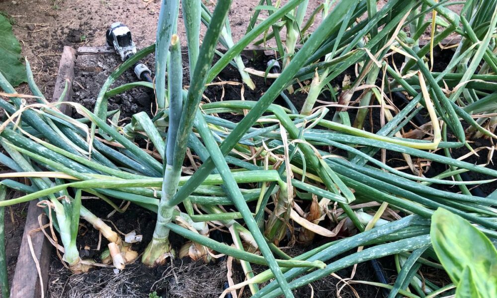 Как спасти урожай: почему лук не хранится и что с этим делать