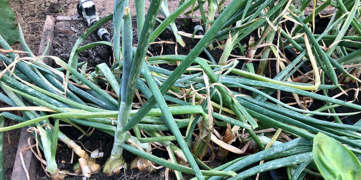 Как спасти урожай: почему лук не хранится и что с этим делать