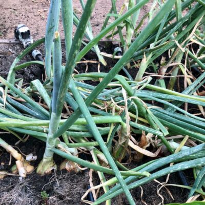 Как спасти урожай: почему лук не хранится и что с этим делать