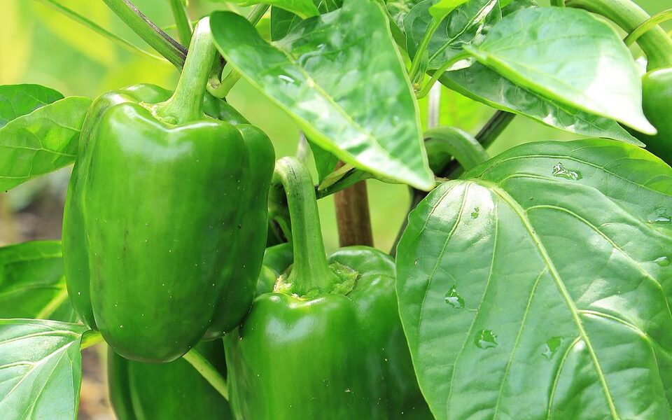 Как вырастить крупный и вкусный перец в начале лета: секреты опытных садоводов