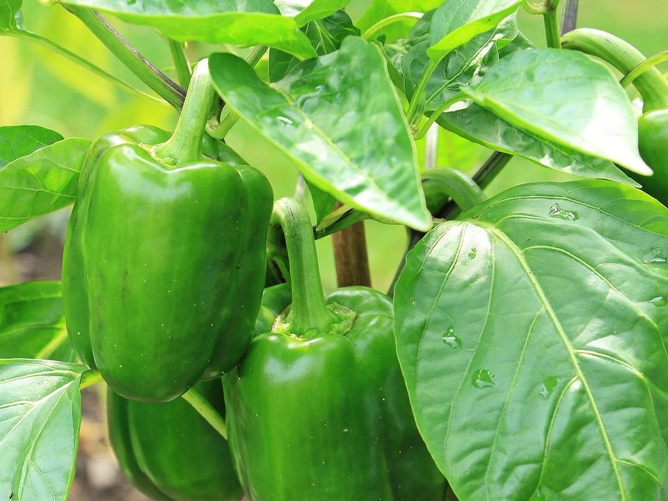 Как вырастить крупный и вкусный перец в начале лета: секреты опытных садоводов