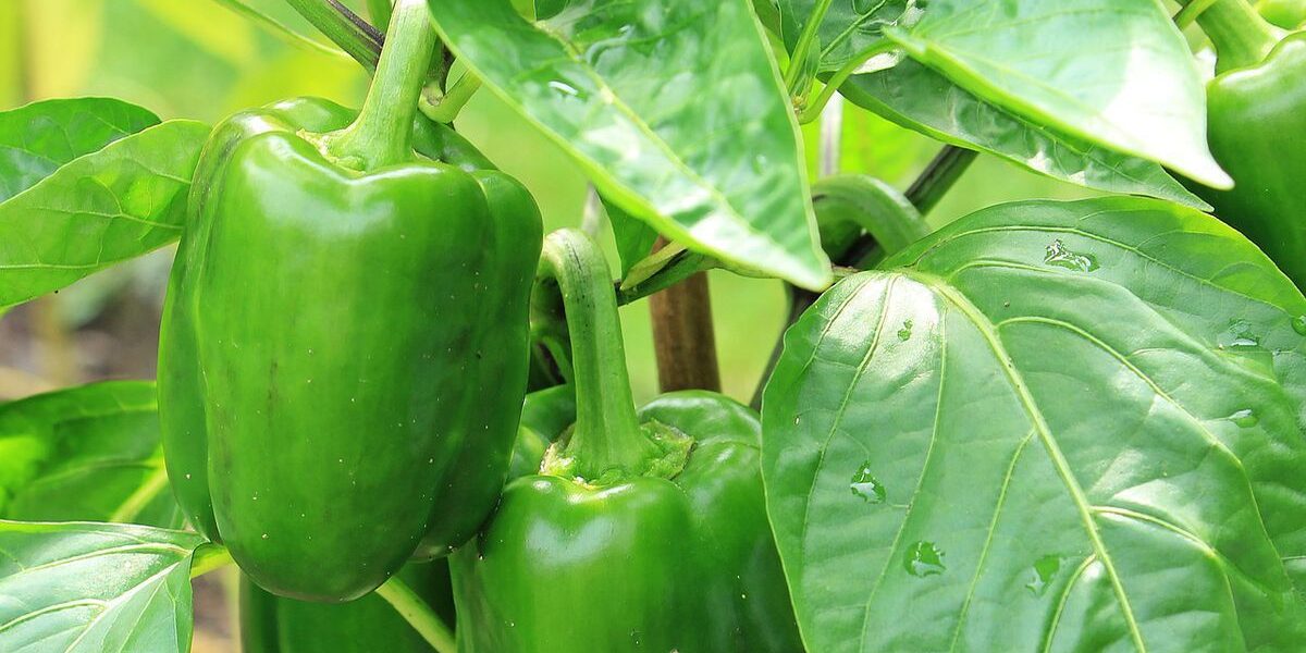Как спасти увядающий перец: секреты садовода для вашего дома
