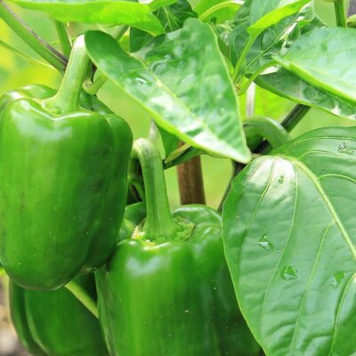 Как спасти увядающий перец: секреты садовода для вашего дома