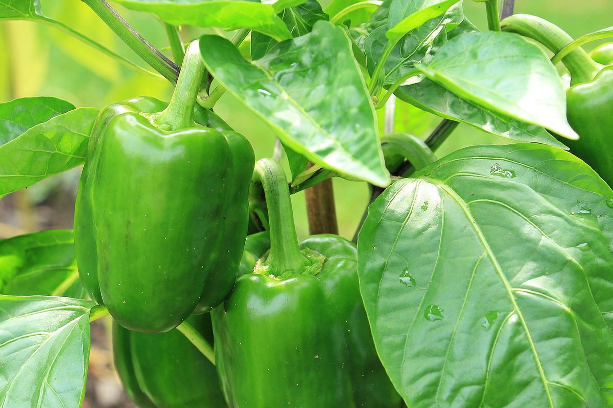 Как спасти увядающий перец: секреты садовода для вашего дома