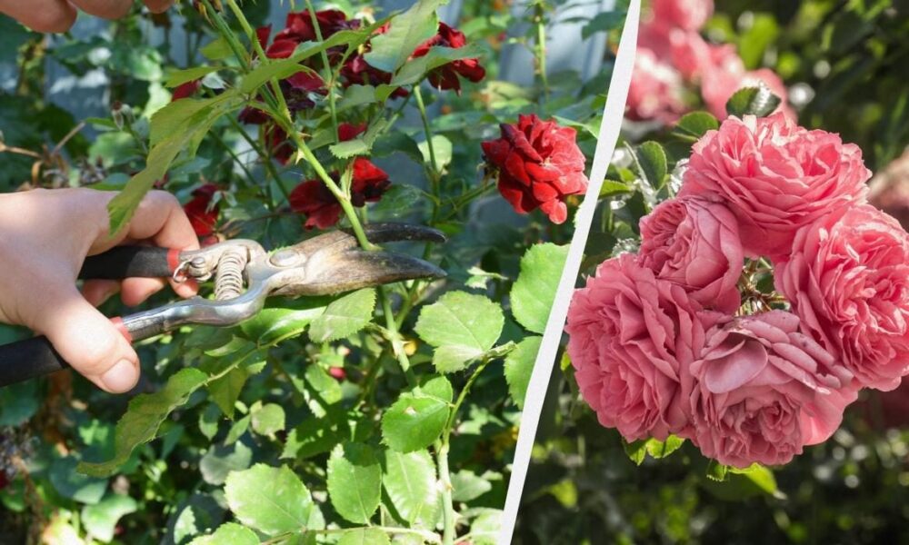 Продлеваем цветение роз: 4 секрета пышного сада до осени