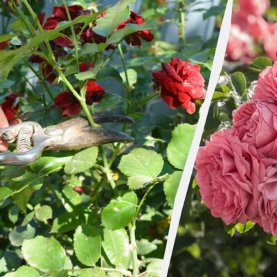 Продлеваем цветение роз: 4 секрета пышного сада до осени