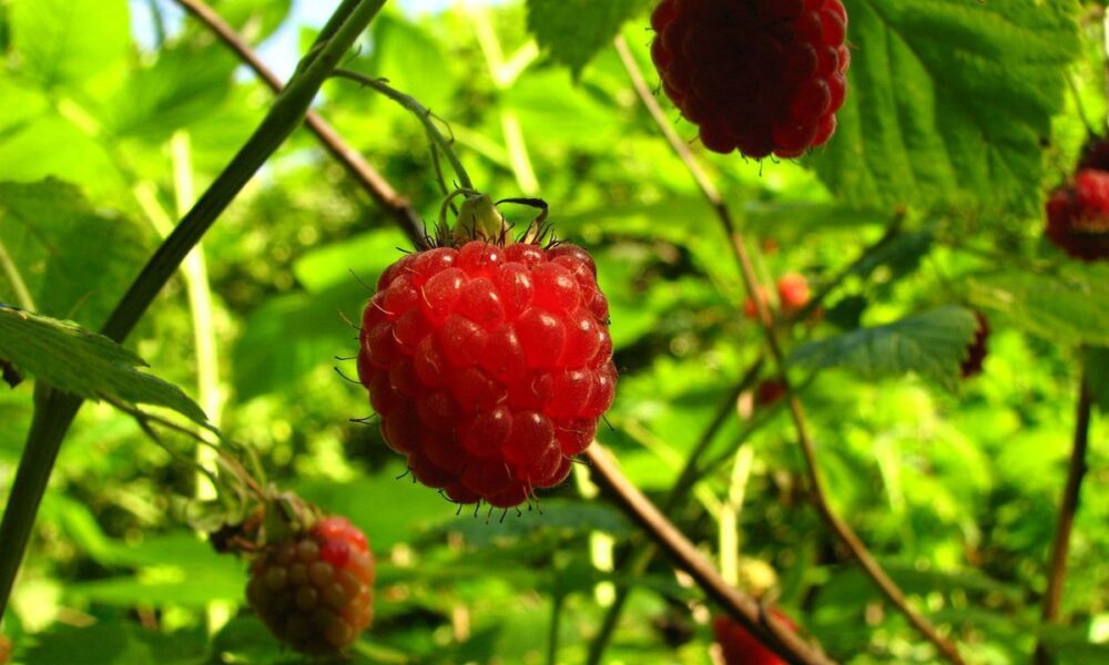 Почему листья малины желтеют и опадают: причины и борьба с грибком