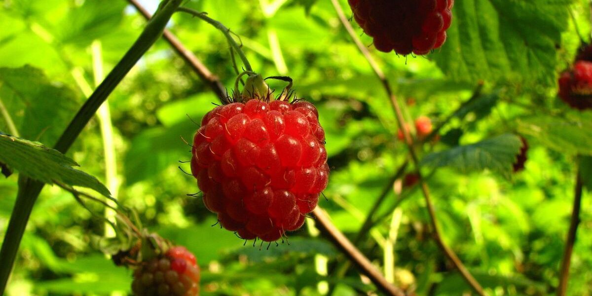 Почему листья малины желтеют и опадают: причины и борьба с грибком