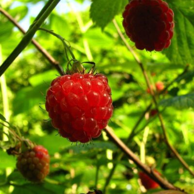 Почему листья малины желтеют и опадают: причины и борьба с грибком