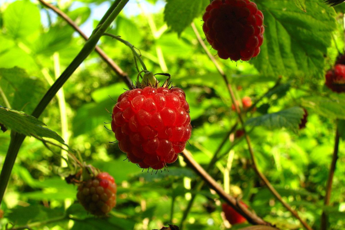 Почему листья малины желтеют и опадают: причины и борьба с грибком