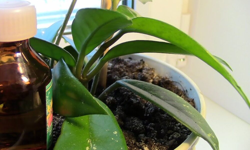 Перекись водорода для орхидей: секреты опытных цветоводов