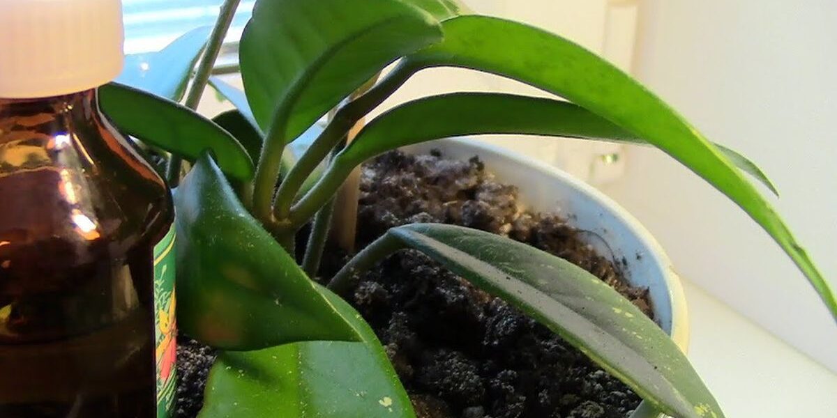 Перекись водорода для орхидей: секреты опытных цветоводов