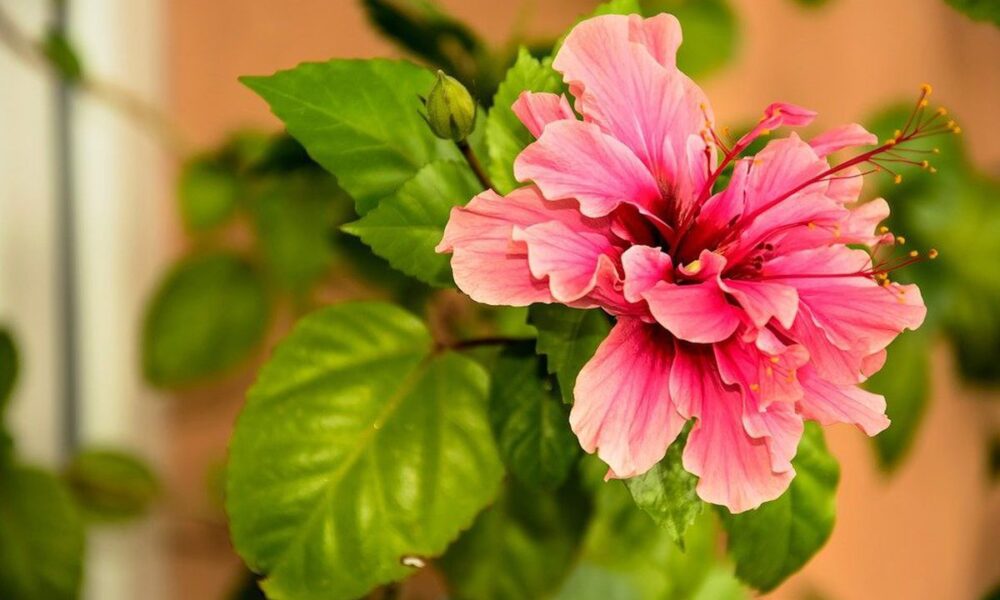 Почему не стоит заводить дома китайскую розу: народные приметы и суеверия