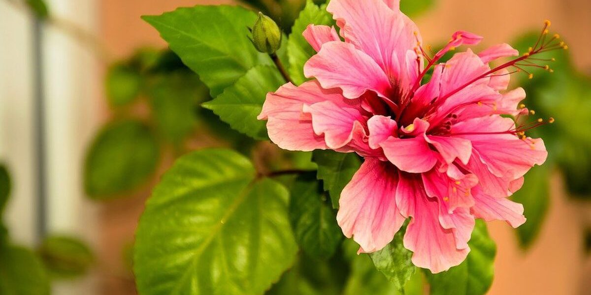 Почему не стоит заводить дома китайскую розу: народные приметы и суеверия