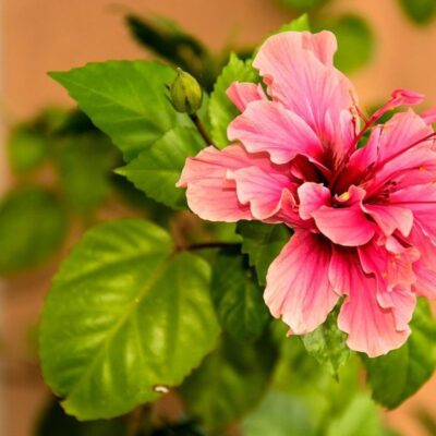 Почему не стоит заводить дома китайскую розу: народные приметы и суеверия