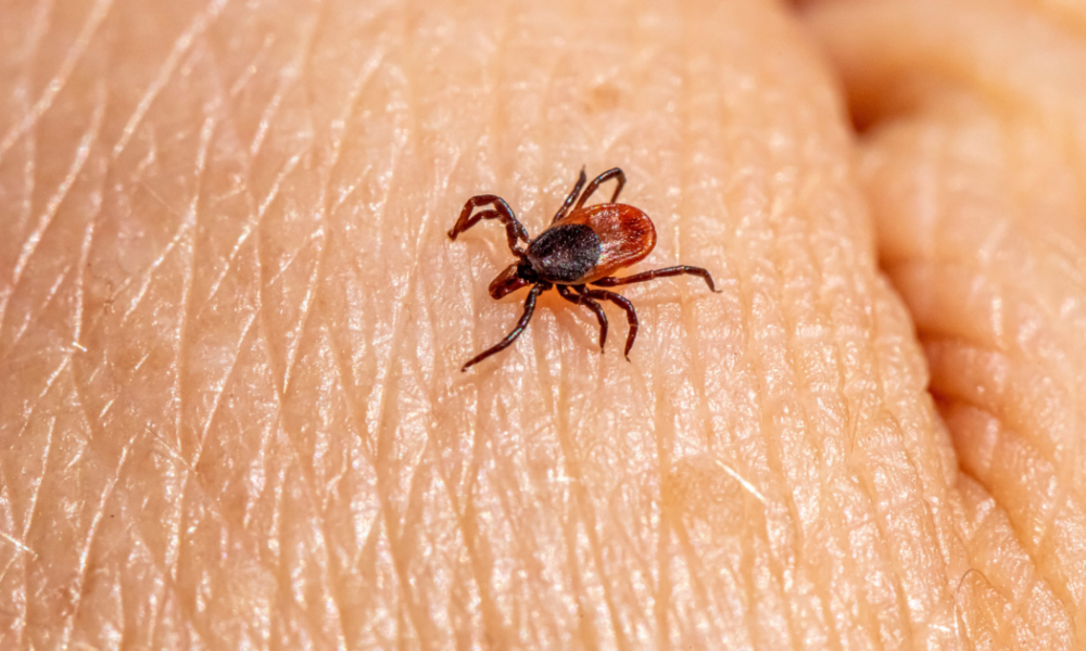 Растения-защитники: какие 100% отпугнут клещей с вашего участка