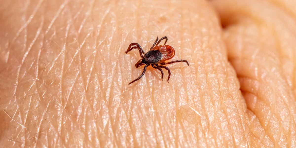 Растения-защитники: какие 100% отпугнут клещей с вашего участка