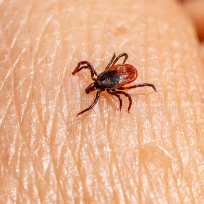 Растения-защитники: какие 100% отпугнут клещей с вашего участка