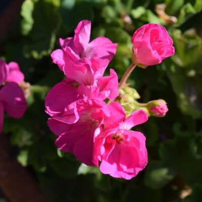 Секреты пышного цветения комнатных растений: советы для вашего дома