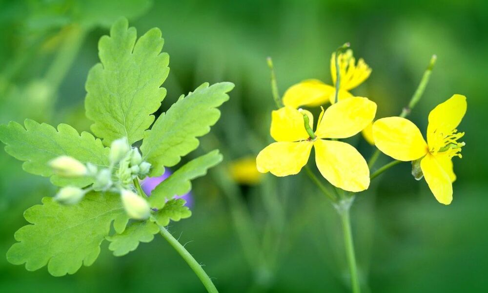 Домашняя аптечка: какие травы выбрать для уюта и здоровья